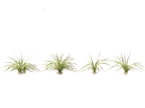 Chlorophytum comosum - Spider plant Model 3D
