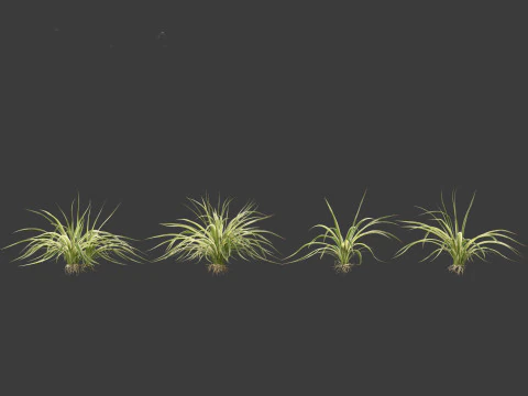 Chlorophytum comosum - Spider plant 3D Model
