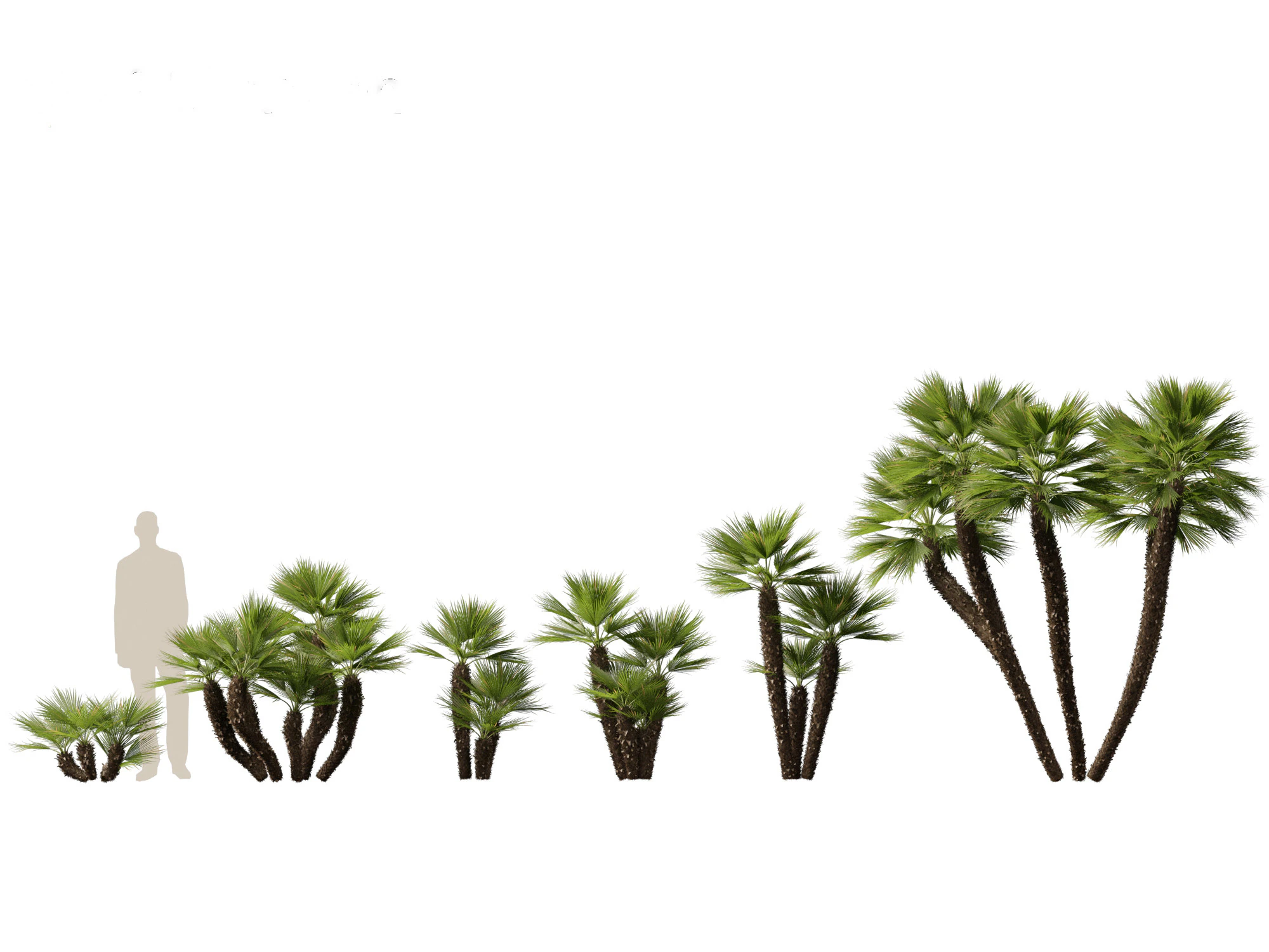 Chamaerops humilis - Mediterranean fan palm 03 3D Model .c4d .max .obj .3ds .fbx .stl .blend