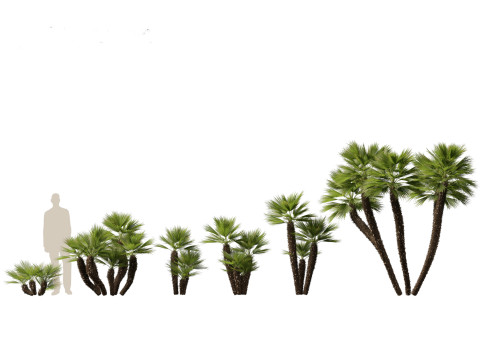Chamaerops humilis - Mediterranean fan palm 03 3D Model