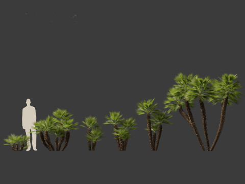 Chamaerops humilis - Mediterranean fan palm 03 3D Model