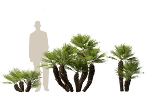 Chamaerops humilis - Mediterranean fan palm 03 3D Model