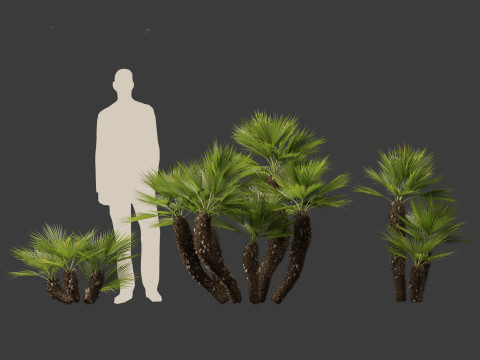 Chamaerops humilis - Mediterranean fan palm 03 3D Model