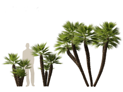Chamaerops humilis - Mediterranean fan palm 03 3D Model