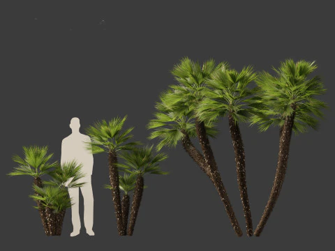 Chamaerops humilis - Mediterranean fan palm 03 3D Model