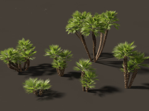 Chamaerops humilis - Mediterranean fan palm 03 3D Model