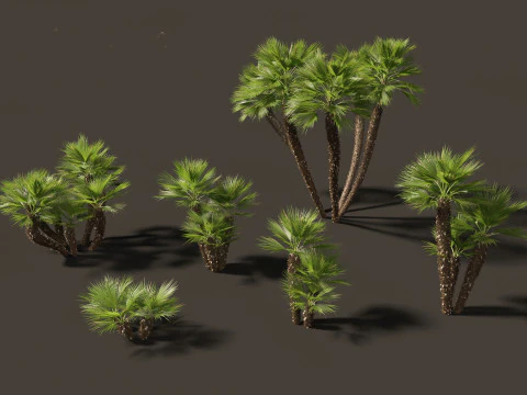 Chamaerops humilis - Mediterranean fan palm 03 3D Model