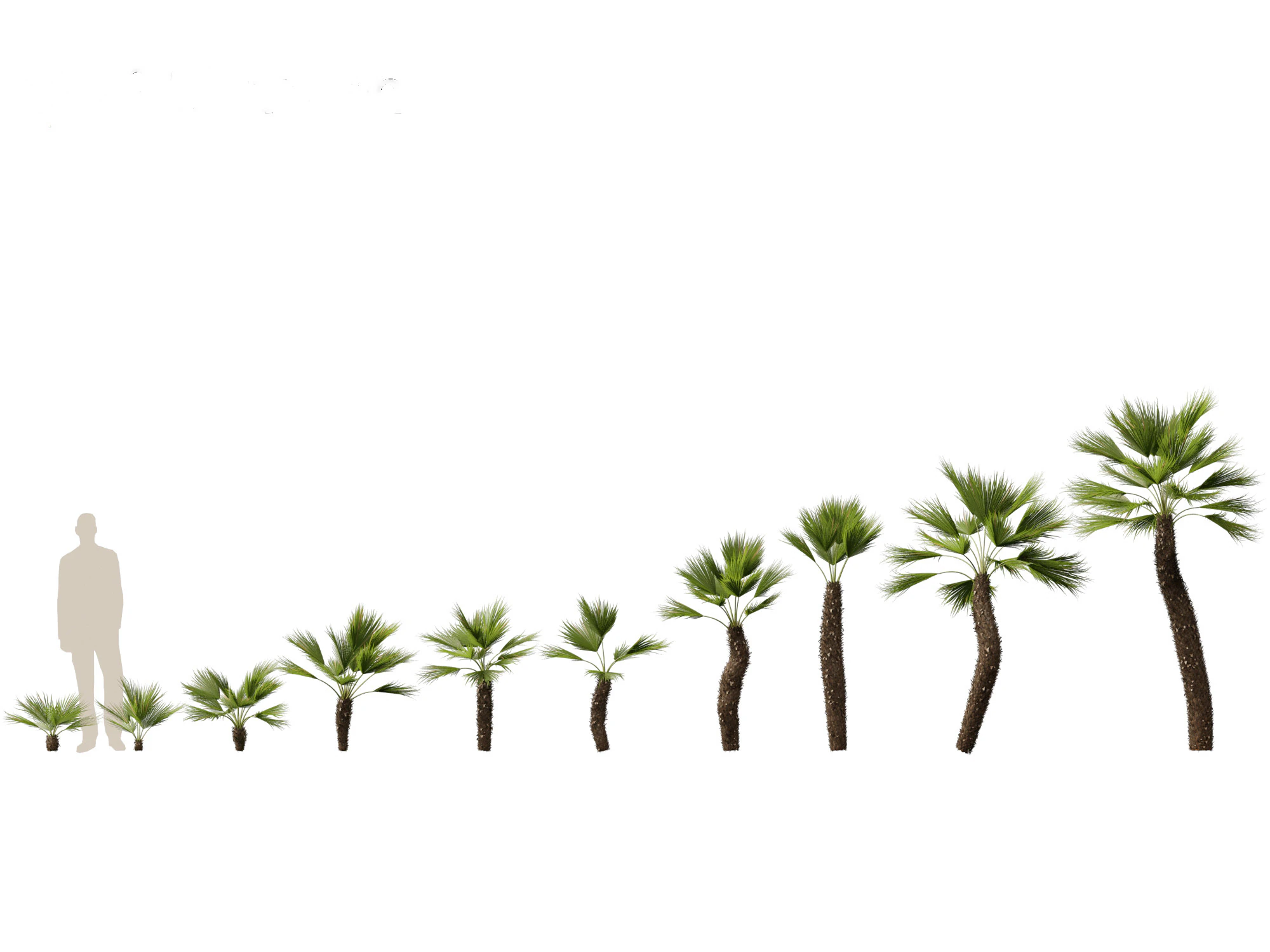 Chamaerops humilis - Mediterranean fan palm 02 3D Model .c4d .max .obj .3ds .fbx .stl .blend 