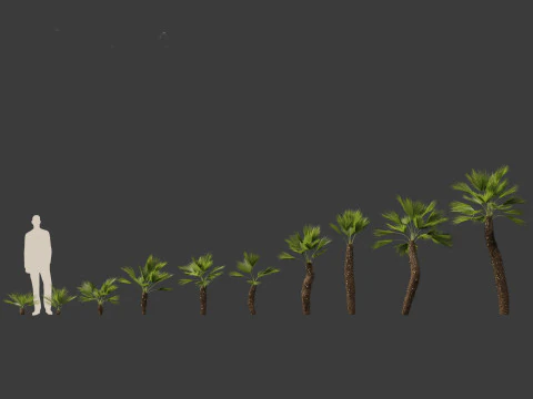Chamaerops humilis - Mediterranean fan palm 02 3D Model