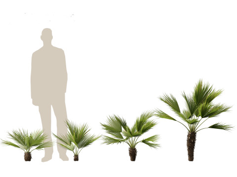 Chamaerops humilis - Mediterranean fan palm 02 3D मॉडल