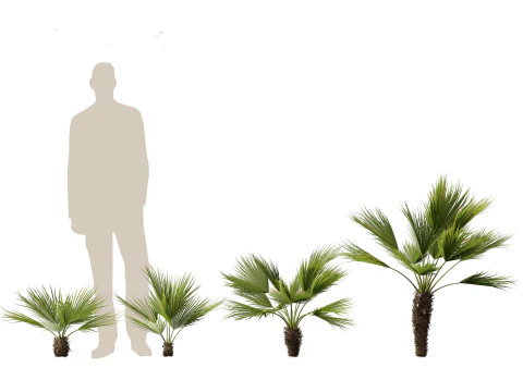 Chamaerops humilis - Mediterranean fan palm 02 3D Model