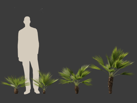 Chamaerops humilis - Mediterranean fan palm 02 3D मॉडल