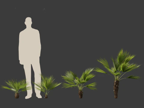 Chamaerops humilis - Mediterranean fan palm 02 3D Model