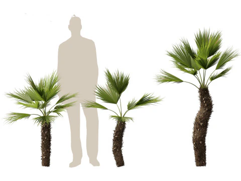 Chamaerops humilis - Mediterranean fan palm 02 3D Model