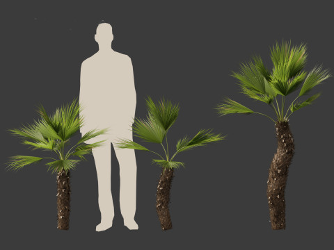 Chamaerops humilis - Mediterranean fan palm 02 3D मॉडल
