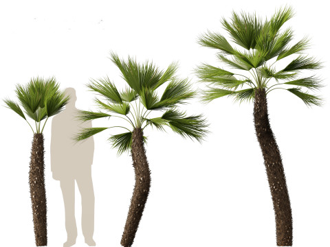 Chamaerops humilis - Mediterranean fan palm 02 3D मॉडल