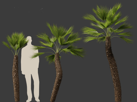 Chamaerops humilis - Mediterranean fan palm 02 3D मॉडल