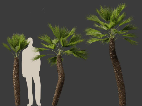 Chamaerops humilis - Mediterranean fan palm 02 3D Model