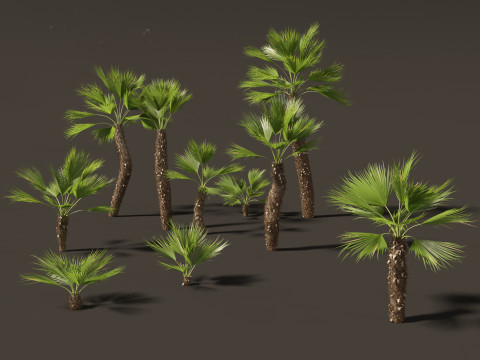 Chamaerops humilis - Mediterranean fan palm 02 3D मॉडल