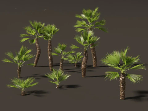Chamaerops humilis - Mediterranean fan palm 02 3D Model