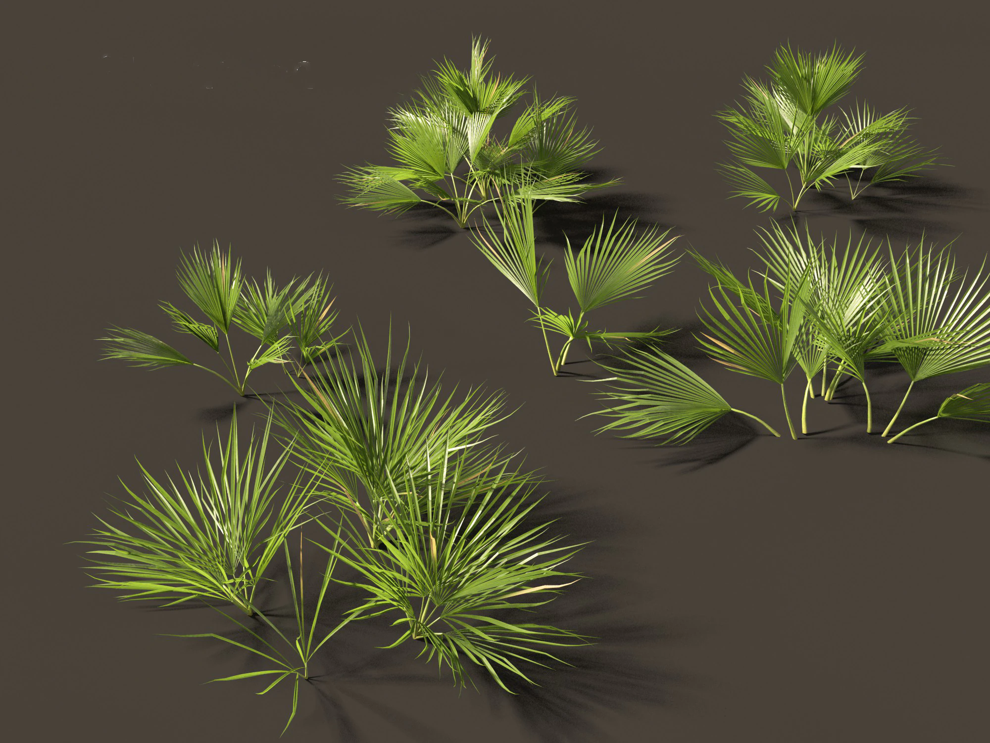 Chamaerops humilis - Mediterranean fan palm 01 3D Model .c4d .max .obj .3ds .fbx .stl .blend 