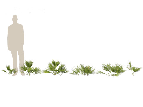 Chamaerops humilis - Mediterranean fan palm 01 3D Model