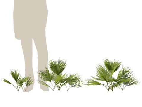Chamaerops humilis - Mediterranean fan palm 01 3D Model