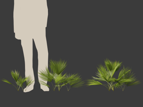 Chamaerops humilis - Mediterranean fan palm 01 3D Model