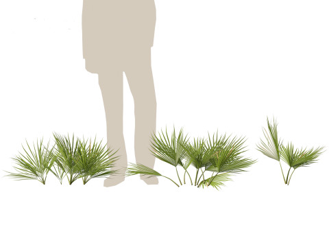 Chamaerops humilis - Mediterranean fan palm 01 3D Model