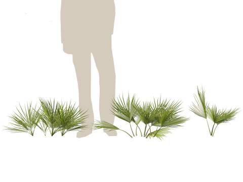Chamaerops humilis - Mediterranean fan palm 01 3D Model