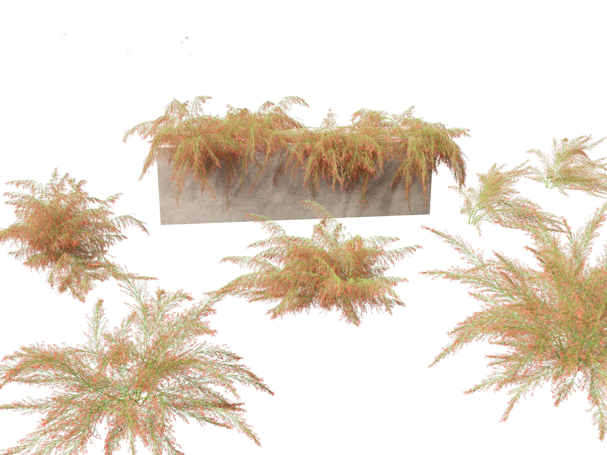 Russelia equisetiformis - foguete de planta coral Modelo 3D .c4d .max .obj .3ds .fbx .stl .blend 