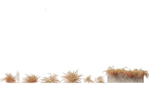 Russelia equisetiformis - Coral Plant Firecracker 3D Model