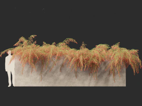 Russelia equisetiformis - foguete de planta coral Modelo 3D