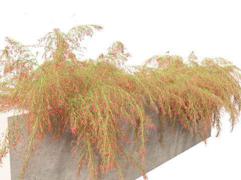 Russelia equisetiformis - Coral Plant Firecracker 3D Model