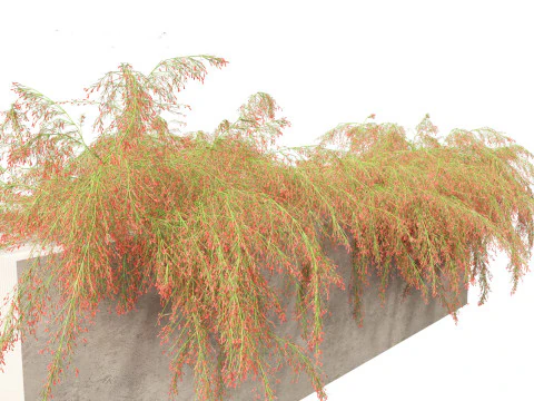 Russelia equisetiformis - foguete de planta coral Modelo 3D