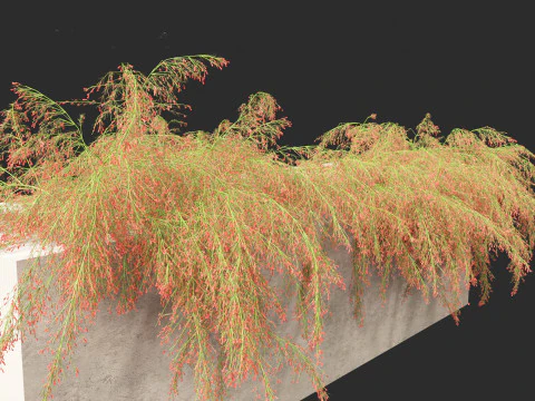 Russelia equisetiformis - foguete de planta coral Modelo 3D