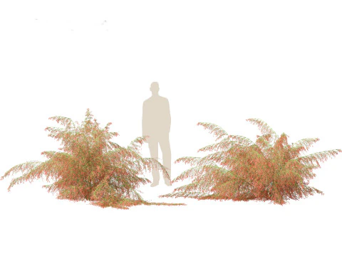 Russelia equisetiformis - foguete de planta coral Modelo 3D