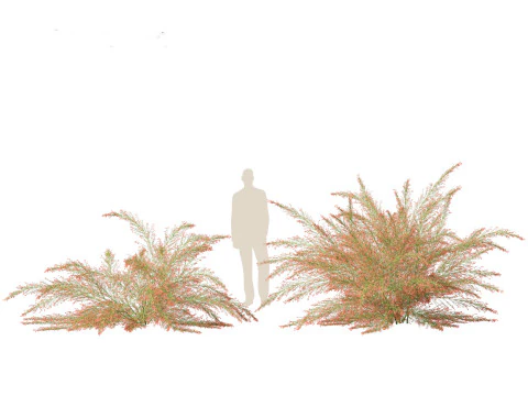 Russelia equisetiformis - foguete de planta coral Modelo 3D