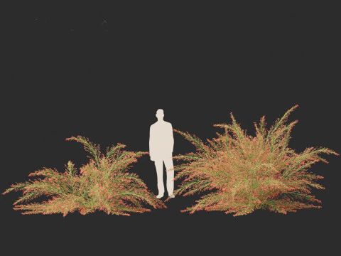 Russelia equisetiformis - foguete de planta coral Modelo 3D