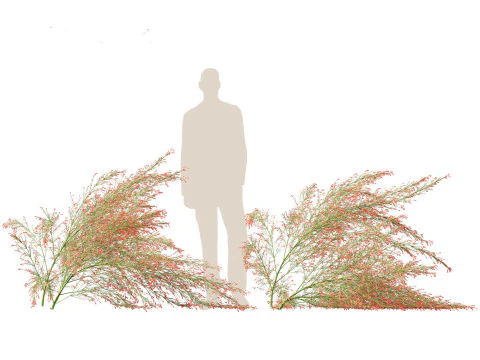 Russelia equisetiformis - foguete de planta coral Modelo 3D