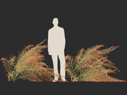 Russelia equisetiformis - foguete de planta coral Modelo 3D