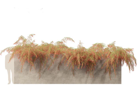 Russelia equisetiformis - foguete de planta coral Modelo 3D