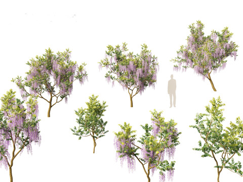Wisteria sinensis - Chinese wisteria 01 Model 3D