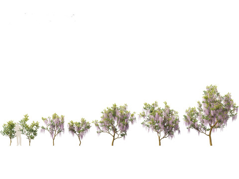 Wisteria sinensis - Chinese wisteria 01 Modello 3D