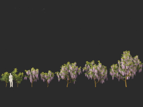 Wisteria sinensis - Chinese wisteria 01 Modello 3D