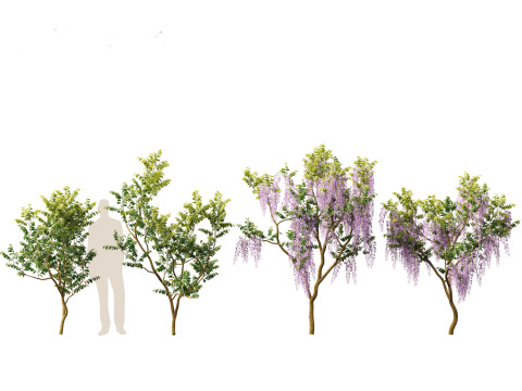 Wisteria sinensis - Chinese wisteria 01 Modello 3D