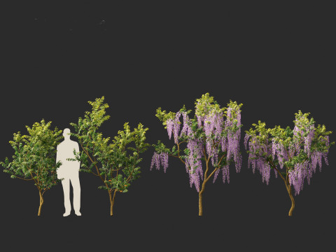 Wisteria sinensis - Chinese wisteria 01 Modello 3D
