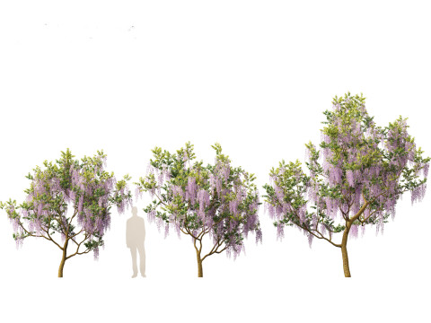 Wisteria sinensis - Chinese wisteria 01 Modello 3D