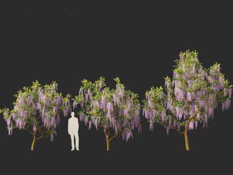 Wisteria sinensis - Chinese wisteria 01 Modello 3D