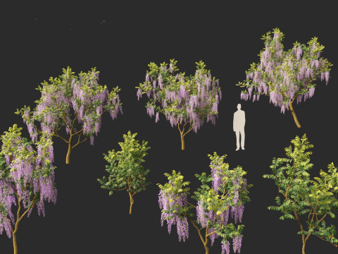 Wisteria sinensis - Chinese wisteria 01 Modello 3D